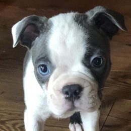 Boston Terriers from Mae Boston Terriers