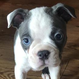 Boston Terriers from Mae Boston Terriers