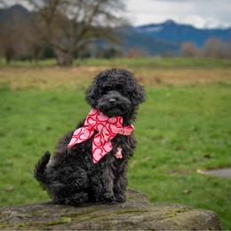 Abigale Gabble - Black female Cockapoo puppy in Deming, Washington from Heavenly Puppies to Love
