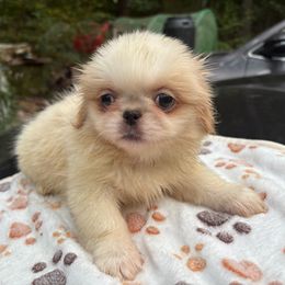 Max - White male Pekingese puppy in Apex, North Carolina from Happy puppies