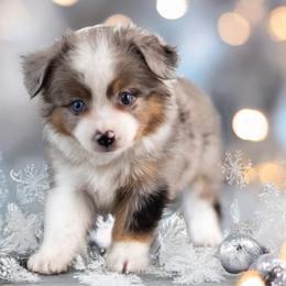 Koda - Blue merle male Toy Australian Shepherd puppy in Georgetown, Texas from Minikin Manor