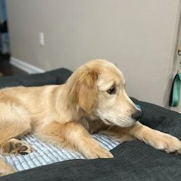 Boy 1 - Golden Golden Retriever puppy in Indiana County, Pennsylvania from Liberty's Legacy Goldens
