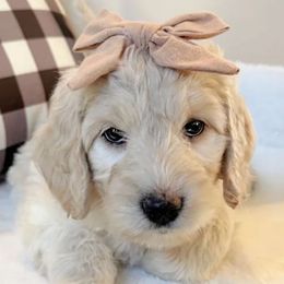 Rebus - Cream female Australian Labradoodle puppy in Harrisonville, Missouri from Blessed Day Doodles