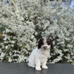 Lydia (gray) - Brown and white Spanish Water Dog puppy in Beaufort County, North Carolina from Shady Banks Kennel