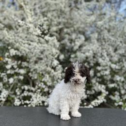 Lydia (gray) - Brown and white Spanish Water Dog puppy in Beaufort County, North Carolina from Shady Banks Kennel
