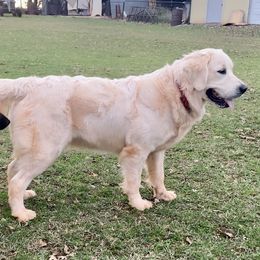 Riot - Golden Retriever