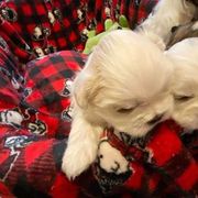 Shichon and Shih Tzu Puppies from Angie’s Teddy Bear Puppies Minnesota