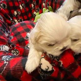 Shichon and Shih Tzu Puppies from Angie’s Teddy Bear Puppies Minnesota