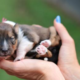 English Shepherd Puppies from Kefi Collie Co