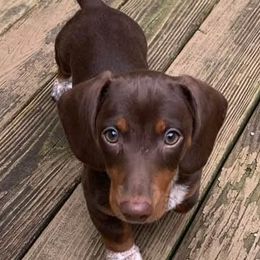 Dachshunds and French Bulldogs from Beth’s Precious Dachshunds and Frenchies