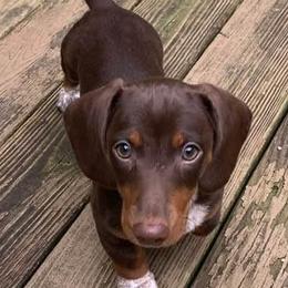 Dachshunds and French Bulldogs from Beth’s Precious Dachshunds and Frenchies