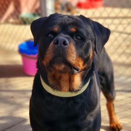 Ziz - Rottweiler