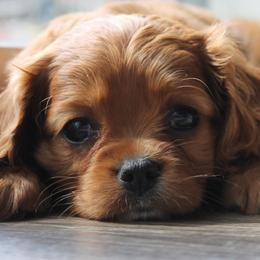 Cavalier King Charles Spaniel and Cavapoo Puppies from Golden Hour Cavapoos
