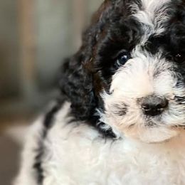 Bernedoodles, Cavalier King Charles Spaniels, Cavapoos, and Poodles from Dinky Doo Doodles