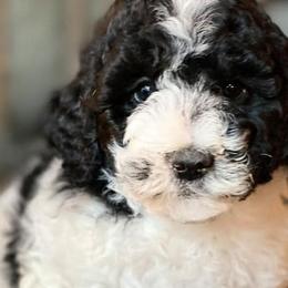 Bernedoodles, Cavalier King Charles Spaniels, Cavapoos, and Poodles from Dinky Doo Doodles