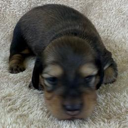 AKC Shaded Male - Black and cream male Dachshund puppy in Sumrall, Mississippi from JP’s Dachshunds