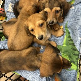 Dachshund Puppies from Zacha’s Doxie House