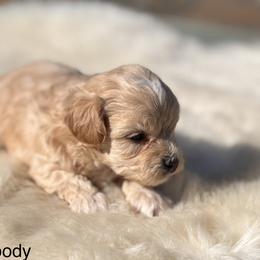 Woody - Champagne male Maltipoo puppy in Jackson, California from Disney Doodles