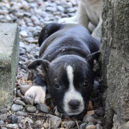 Fruity Pebbles - Black American Bully puppy in Toledo, Washington from Mountain Pride Bullies