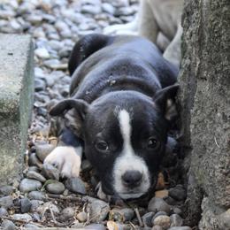 Fruity Pebbles - Black American Bully puppy in Toledo, Washington from Mountain Pride Bullies