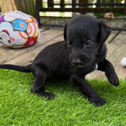 Luke Cage - Black and white male Xoloitzcuintli puppy in Manitowoc, Wisconsin from Wonderland Kennel
