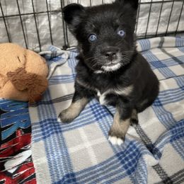 Pomsky Puppies from Michelle's Pomskies
