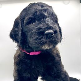 Goldendoodle Puppies from Only Loving Pups