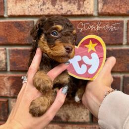Starburst - Brown and white female Bernedoodle puppy in Owasso, Oklahoma from Kallams Bernedoodles & Bernese Mountain Dogs