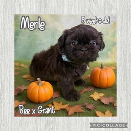 Merle - Liver male Shih Tzu puppy in Beatrice, Nebraska from I Shih Tzu Not Puppies