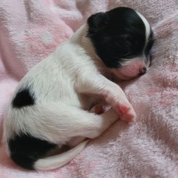 Black n white female 2 - White and black female Papillon puppy in Florida from Tammy's Papillon Playpen