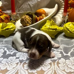MILO - Piebald male Dachshund puppy in Elizabethtown, Kentucky from Teeny Tiny Puppy Tails