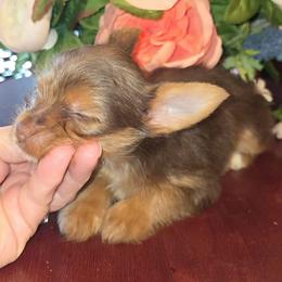 Buttercup - Chocolate and tan female Yorkshire Terrier puppy in Talladega, Alabama from Scott And Tammy's Lil Yorkies