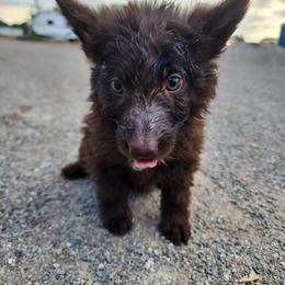 Moonstar - Liver female German Shepherd puppy in Los Lunas, New Mexico from Mali's German Shepherds LLC