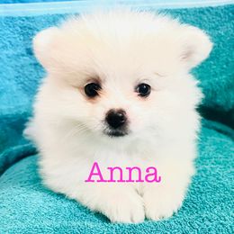 Girl 2 - female Pomeranian puppy in St. Louis, Missouri from Saint Louis Pomeranian babies
