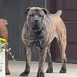 Rumble - Boerboel