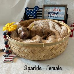 Sparkle - Yellow Collar Female - Red  female Goldendoodle puppy in Bradenton, Florida from Suncoast Goldendoodles