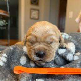 Orange girl - Golden female Golden Retriever puppy in Macy, Indiana from Macy Golden Meadows