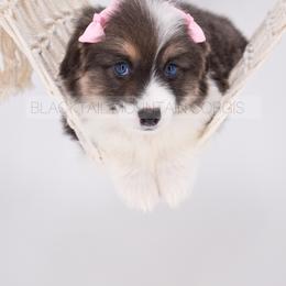 American Corgi and Pembroke Welsh Corgi Puppies from Blacktail Mountain Corgis