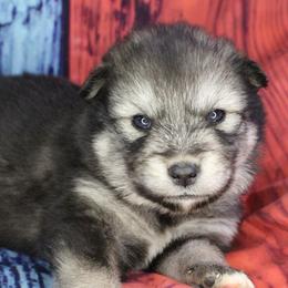 Sylva - Orange - Agouti and white female Alaskan Malamute puppy in Independence, Virginia from New River Valley Malamutes