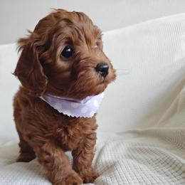Pansy - Red female Bernedoodle puppy in South Jordan, Utah from Wasatch Pup