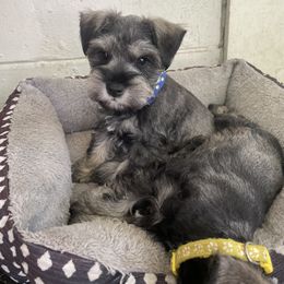 Miniature Schnauzer Puppies from Amanda Tragash