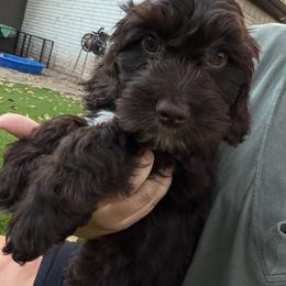 Rocky - Chocolate male Australian Labradoodle puppy in Denton, Texas from Liberty Hill Labradoodles