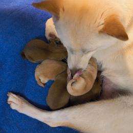 Boy 1 - Sesame male Shiba Inu puppy in Maxwell, New Mexico from khshibas-khpugs