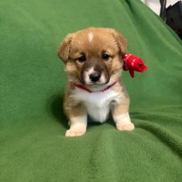 Girl 1 - Red female Pembroke Welsh Corgi puppy in Pikeville, Tennessee from Rock Solid Ranch