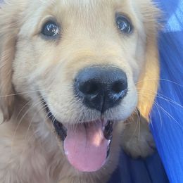 Black- “Rip” - Golden Retriever puppy in Wichita, Kansas from Libby Brown