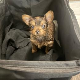 Charm - Chocolate and tan male Yorkshire Terrier puppy in Fontana, California from Yorkie