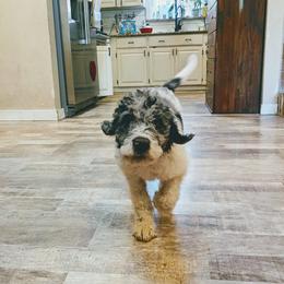 Jasper O'Malley - Blue merle male Aussiedoodle puppy in Yacolt, Washington from Aussiedoodles by Maggie