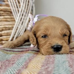 Sasha - Red  female Goldendoodle puppy in Temecula, California from Oodles O'Doodles