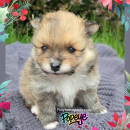 Popeye AKC - Red sable male Pomeranian puppy in Eatonville, Washington from Foxy Forest Poms
