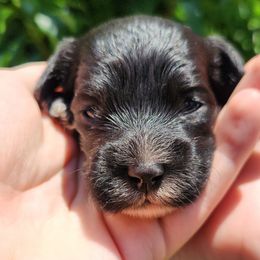 Boy 5 - Black and white male Cockapoo puppy in Virginia Beach, Virginia from Christine's cockapoos
